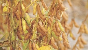 Soybeans were Suffolk's most plentiful crop this year.