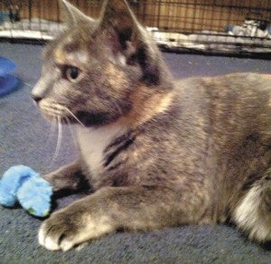 Bali and her sister, Babe, are up for adoption from the Suffolk Humane Society.