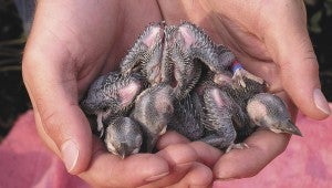 Red-cockaded woodpecker chicks at the Piney Grove preserve in Sussex County. It was the only other population of the bird in Virginia until last week’s transfer operation. (Bryan Watts photo)