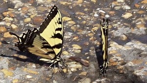 Tiger Swallowtail butterflies spotted during last year's BioBlitz.