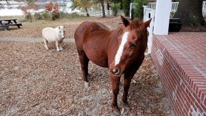  The family keeps a veritable menagerie of animals, above, on the property.