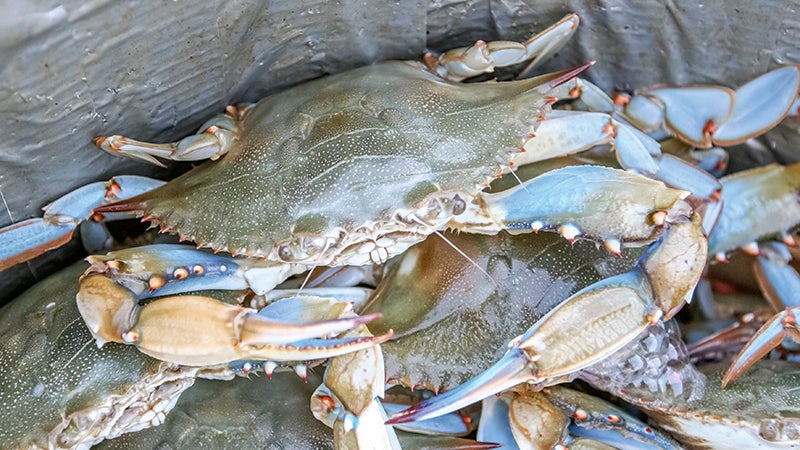 Report Shortens Crabbing Season The Suffolk News Herald