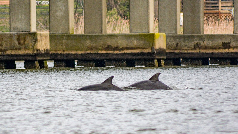 Scientist work to save stranded dolphin - The Suffolk News-Herald